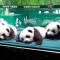 长隆大熊猫三胞胎3岁生日会 “爱你一起萌帅酷”
